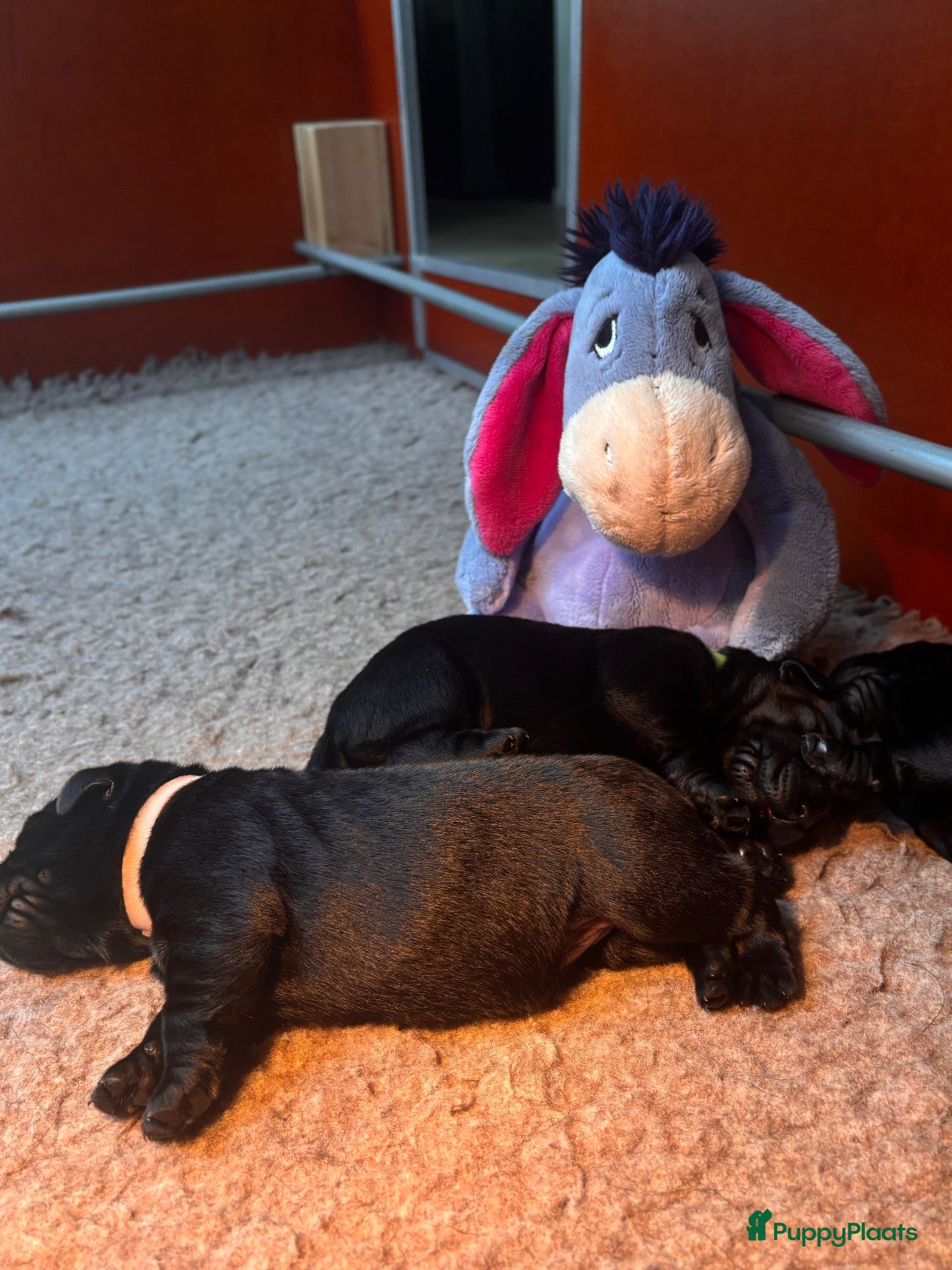 Labrador Retriever honden Zwarte Labradorpups beschikbaar - Advertentie 2