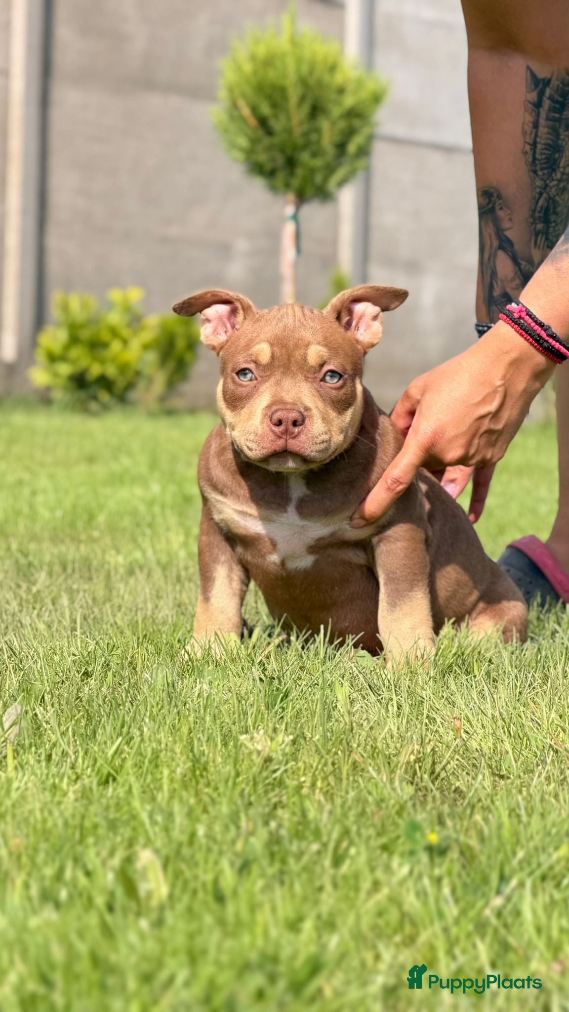 Amerikaanse Bully honden te koop: American bully pocket pups - Advertentie 6