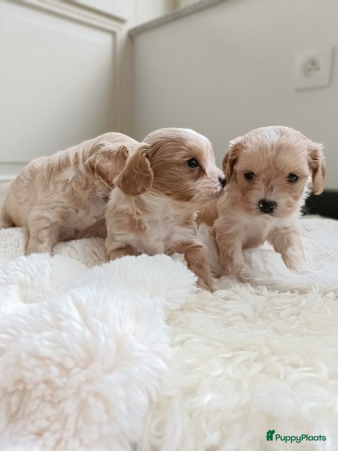 Cavapoo honden te koop: Knappe Cavapoo pups! - Advertentie 5
