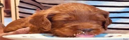 Australian Labradoodle honden te koop: Prachtige Australian Labradoodle pups in Velp - Advertentie 31