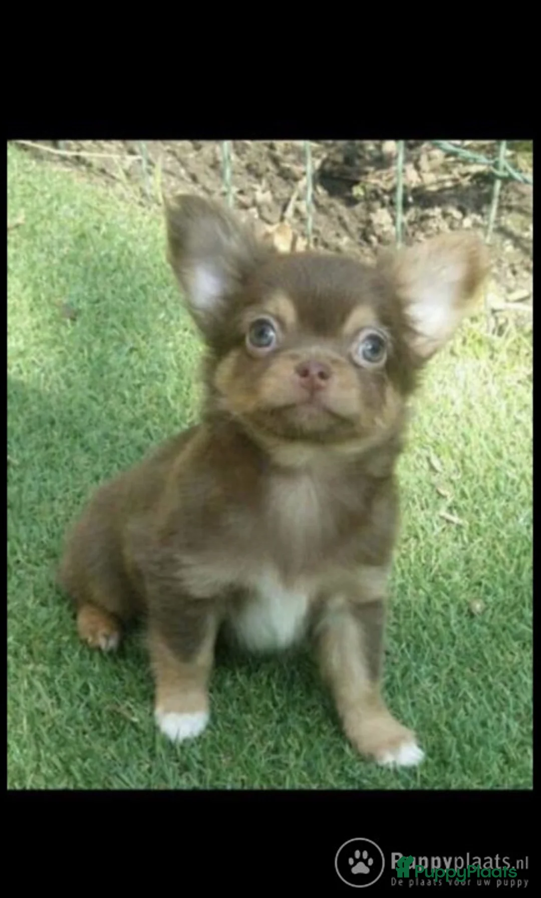 Chihuahua honden ter dekking: Dekreu aangeboden in Asten - Advertentie 4