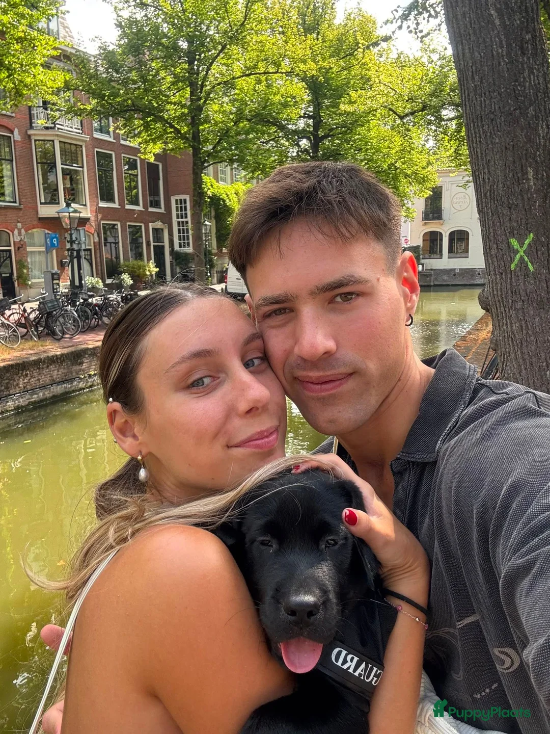 Labrador Retriever honden te koop: Labrador retriever 2 months in Den Haag - Advertentie 7