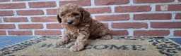 Dwergpoedel honden te koop: Lieve dwergpoedel-puppy's zoeken een warm thuis!  - Advertentie 9