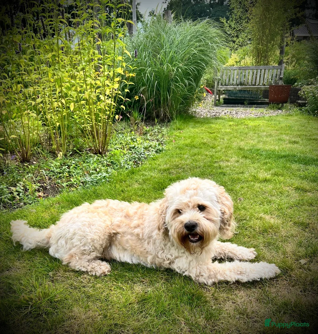 Cockapoo honden ter dekking: Ervaren, gezonde dekreu beschikbaar: lief karakter - Advertentie 6