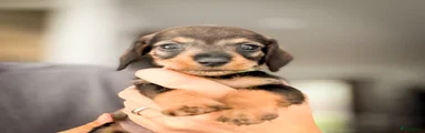 Ruwhaar Teckel 2