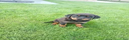 Rottweiler honden te koop: Mooie rottweilertjes - Advertentie 5
