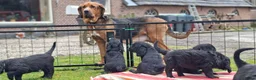 Kruising honden te koop: Labradoodle x Bloedhond / Zwitserse Senner pups - Advertentie 20