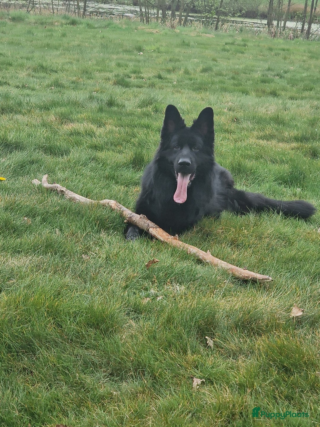 Duitse Herder honden ter dekking: Ermin von Skorpionblut  - Afbeelding 1