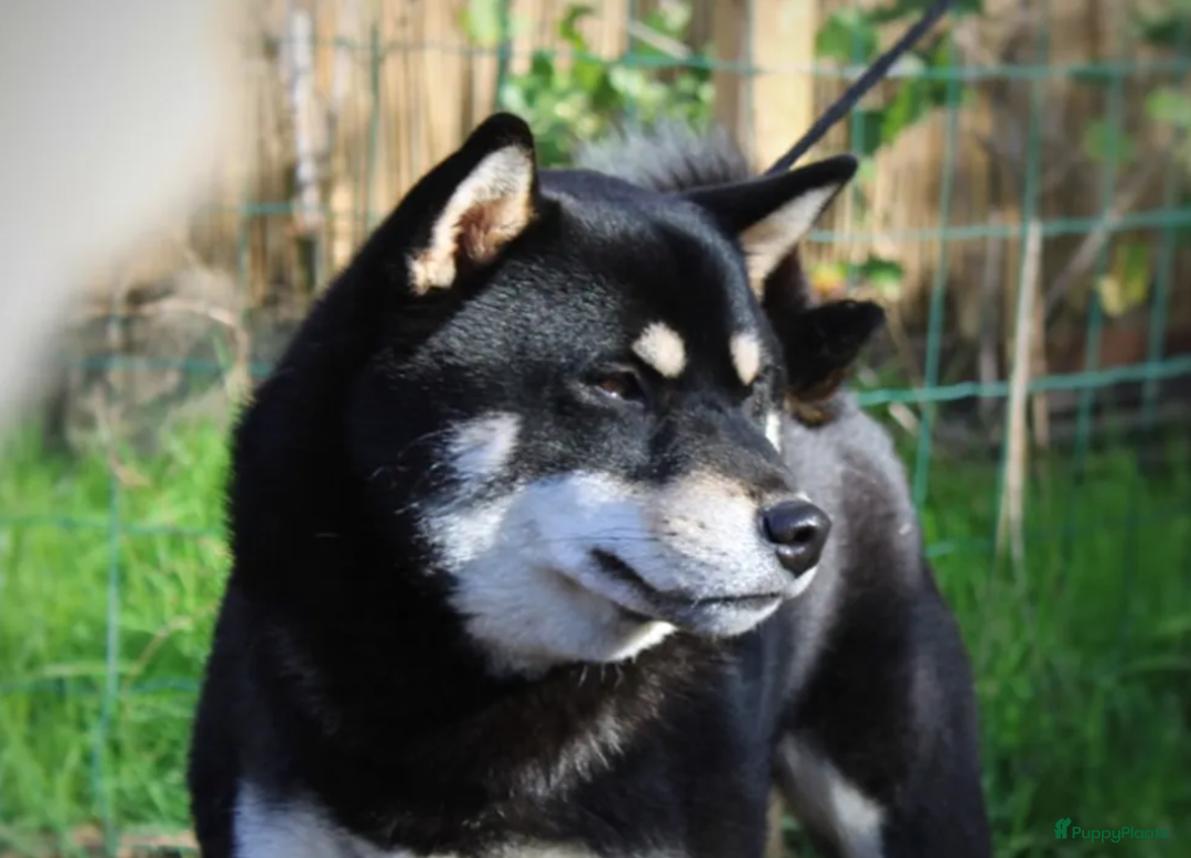 Shiba honden te koop: Shiba teefje met stamboom - Afbeelding 34