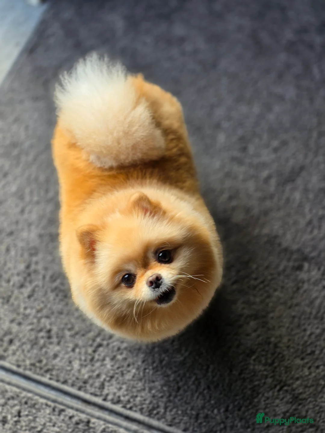 Pomeriaan honden te koop: 🐾 Pomeriaan pup 🐾 - Advertentie 10