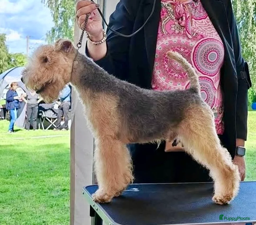 Lakeland Terriër honden te koop: Mooie Lakeland reu met stamboom - Advertentie 2