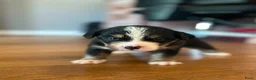 Berner Sennenhond honden te koop: Berner sennen pups - Advertentie 7