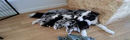 Australian Shepherd honden te koop: Australian Shepherd met stamboom - Advertentie 9