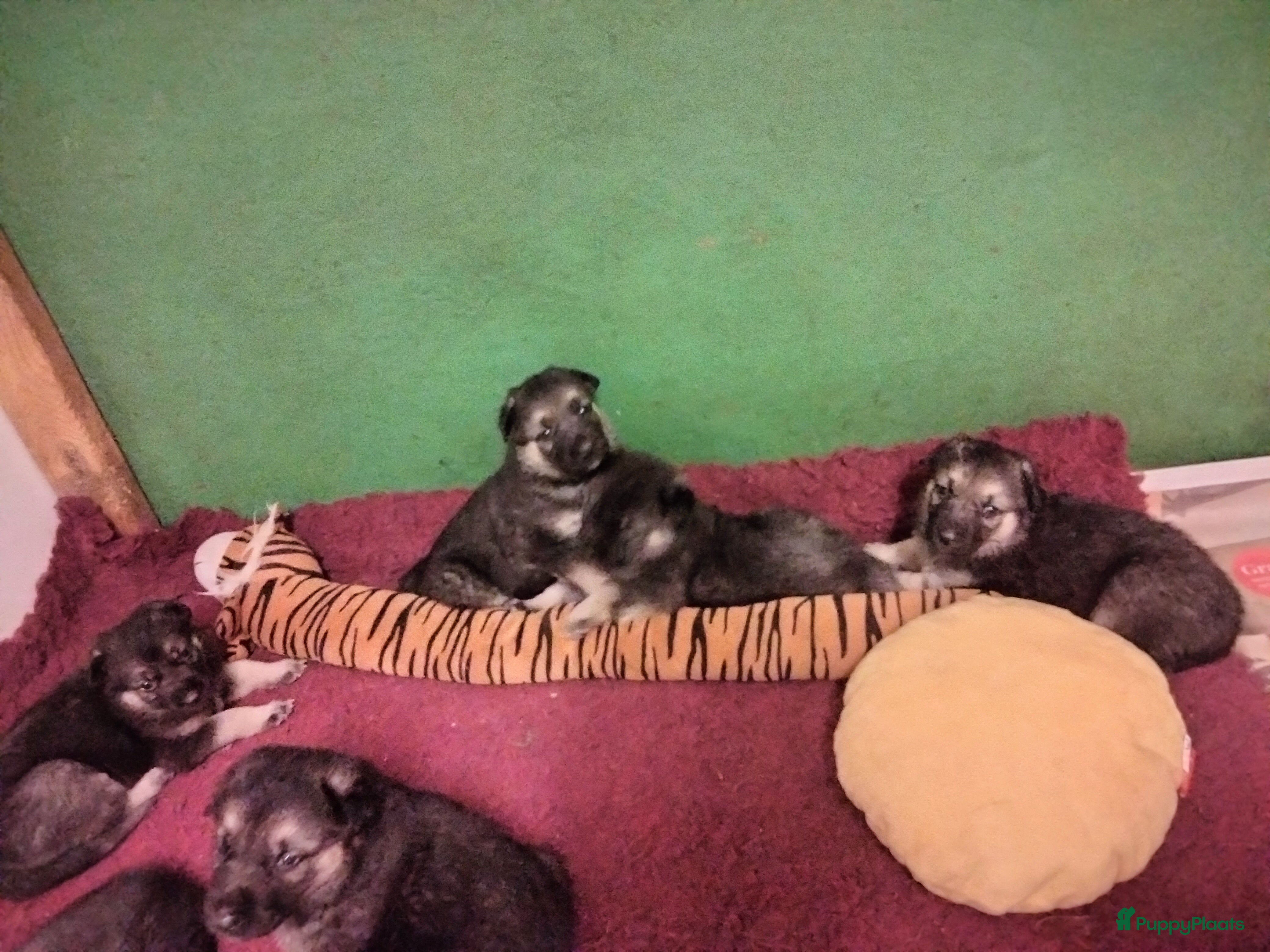 Duitse Herder honden Prachtige Oost Europese herder pups (veo) - Advertentie 1