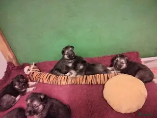 Duitse Herder honden Prachtige Oost Europese herder pups (veo) - Advertentie 1