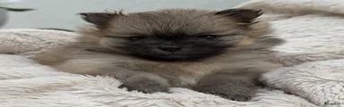 Pomeriaan 3