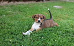 Kruising honden te koop: hele lieve, speelse pups  - Afbeelding 5