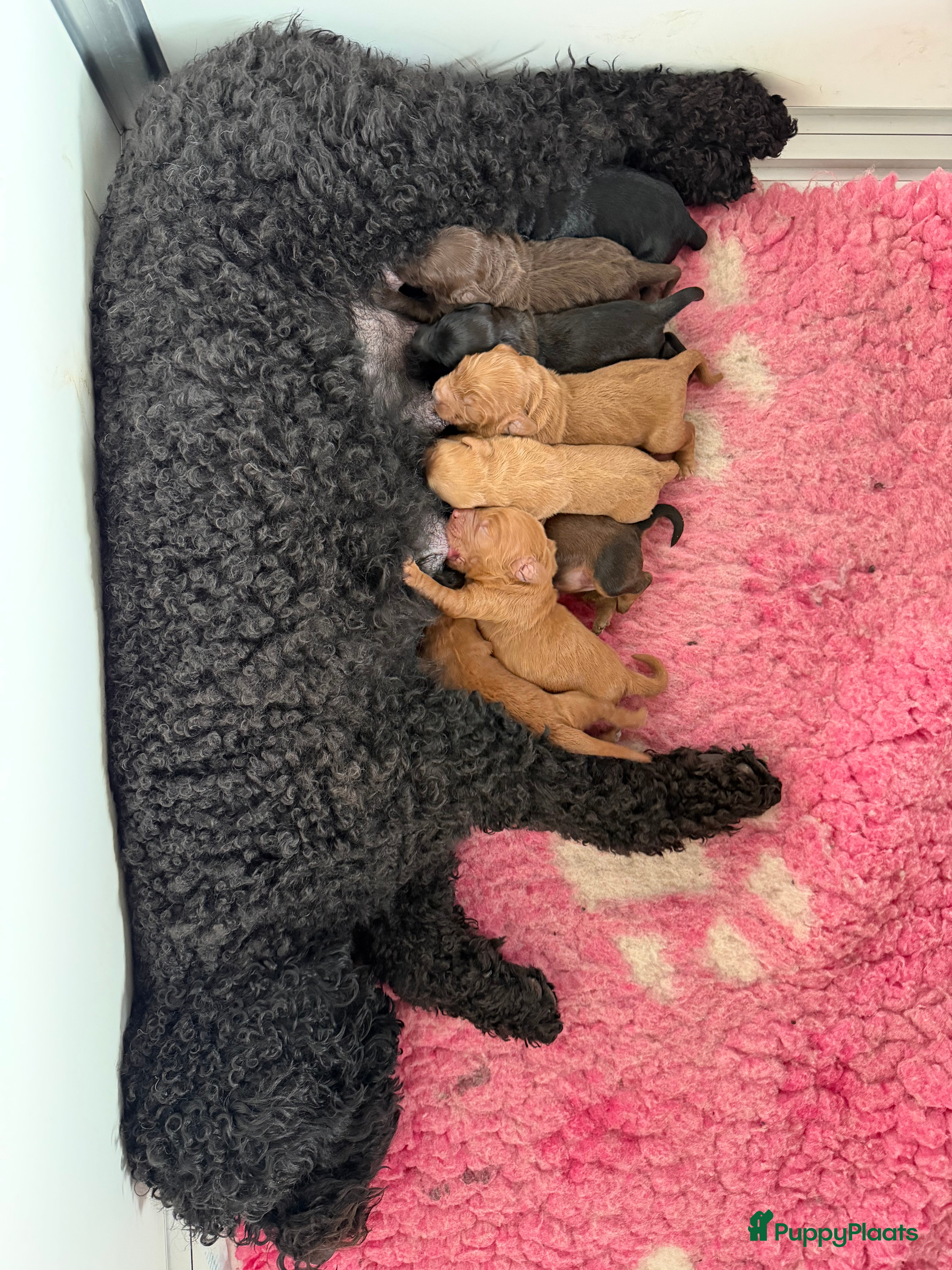 Labradoodle honden Labradoodle pups medium - Advertentie 1