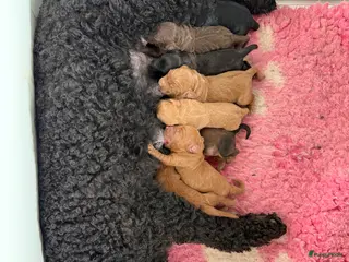 Labradoodle honden Labradoodle pups medium - Advertentie 2