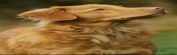 Nova Scotia Duck Tolling Retriever honden te koop: Nova scotia duck tolling retriever pups verwacht - Advertentie 1