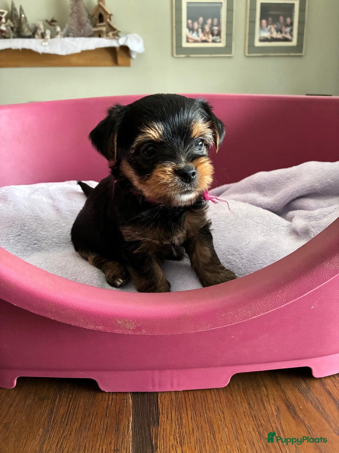 Kruising honden te koop: Biewer/Yorkshire pups - Advertentie 14