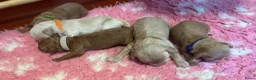 Australian Labradoodle honden te koop: Australian Labradoodle ( medium) - Advertentie 9