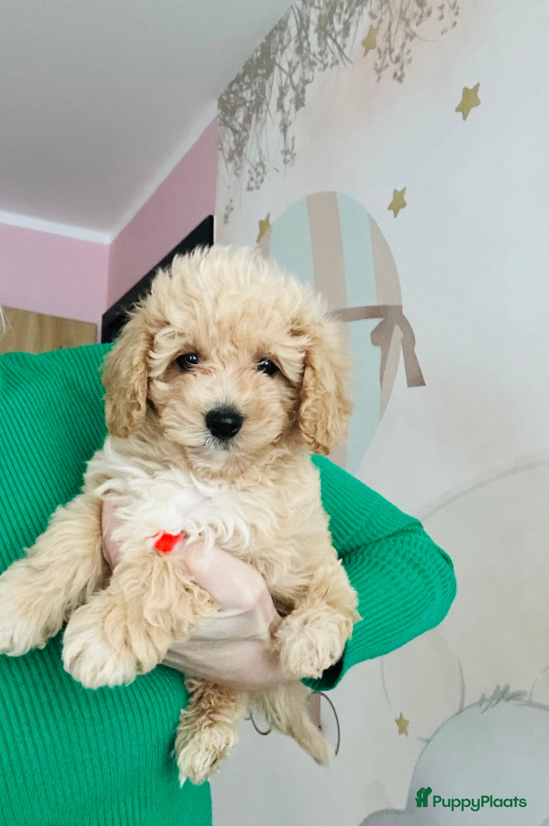 Maltipoo honden te koop: Bijzonder mooie maltipoo pups kunnen bijna weg - Advertentie 21