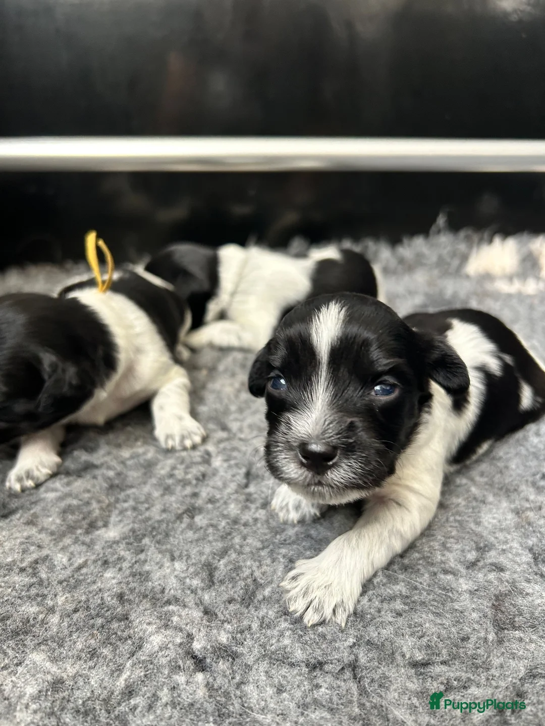 Nederlandse Schapendoes honden te koop: Prachtige schapendoesjes - Advertentie 17