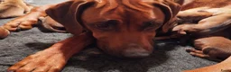 Rhodesian Ridgeback honden te koop: Rhodesian Ridgeback pups met stamboom  in Apeldoorn - Advertentie 15