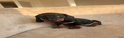 Teckel (korthaar)  honden te koop: Dwergteckel korthaar pupjes  in Amsterdam - Advertentie 6