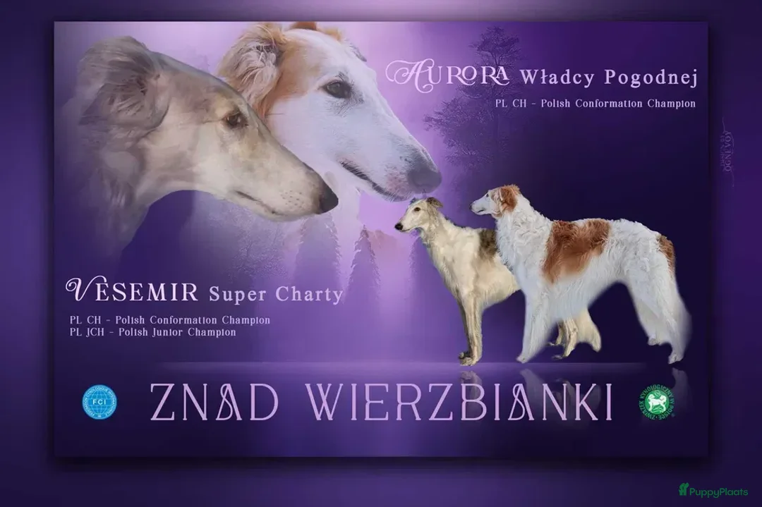 Barsoi honden te koop: AZALIA, Borzoi-teef uit FCI-kennel zoekt thuis - Advertentie 9
