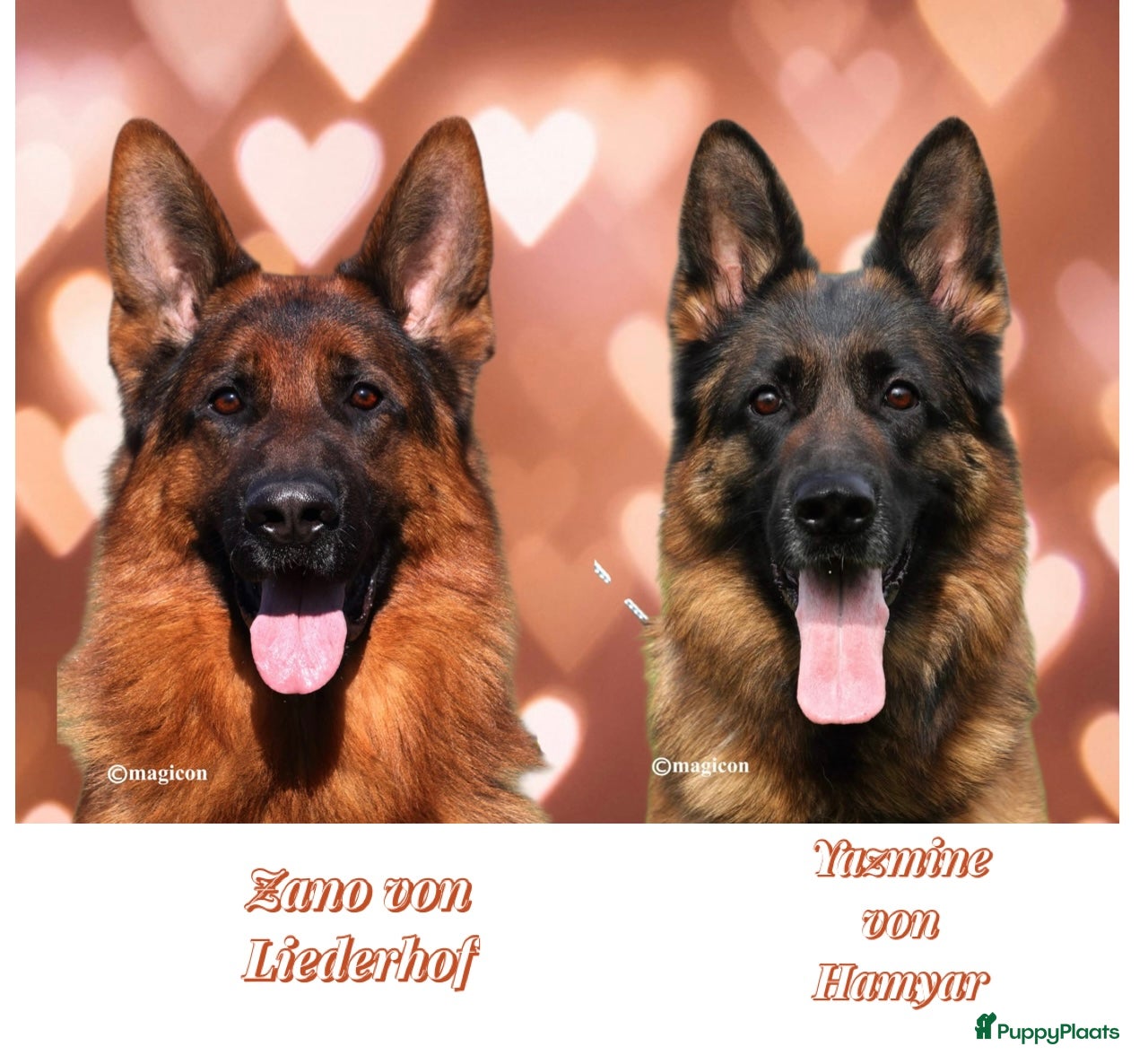 Duitse Herder honden Duitse Herder pups uit keurfok - Advertentie 1