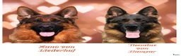 Duitse Herder honden te koop: Duitse Herder pups uit keurfok in Gouda - Advertentie 1