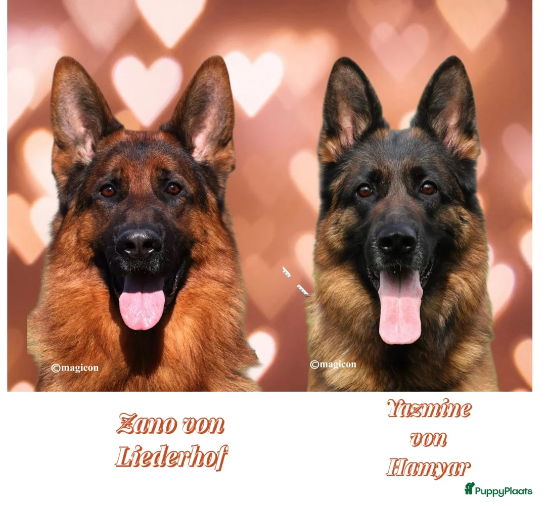 Duitse Herder honden te koop: Duitse Herder pups uit keurfok in Gouda - Advertentie 1