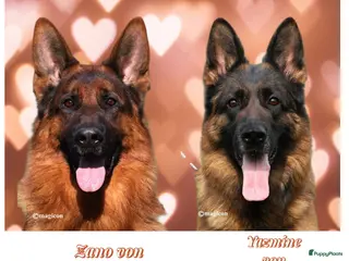 Duitse Herder honden Duitse Herder pups uit keurfok - Advertentie 7