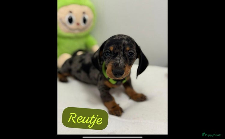 Teckel (korthaar)  honden - Advertentie 1