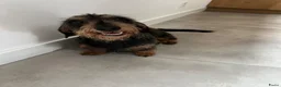 Ruwhaar Teckel honden te koop: Standaard ruwhaar teckels  - Advertentie 4