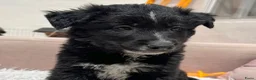 Kruising honden ter adoptie: Zeno deze knappe jongen is opzoek naar een vriend - Advertentie 5