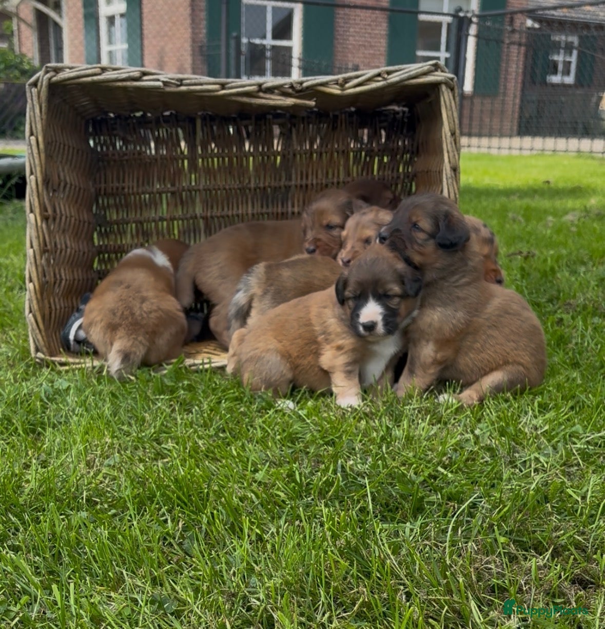 Kruising honden Toller x aussie pups te koop - Advertentie 1
