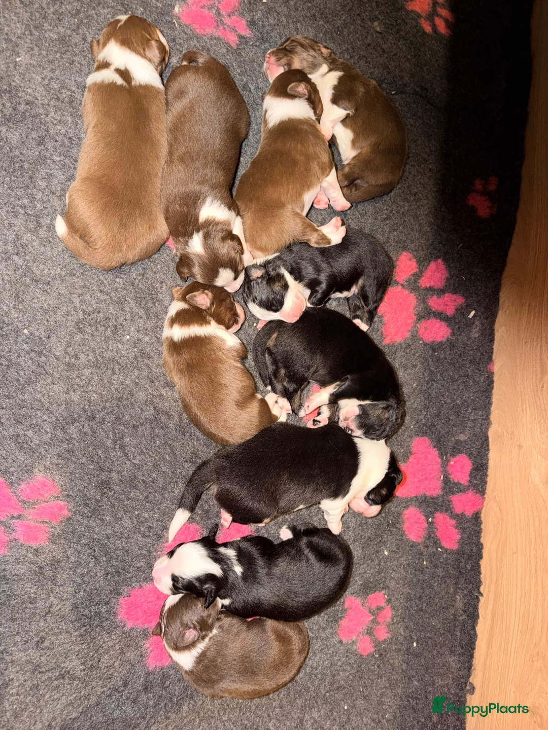 Australian Shepherd honden te koop: Australian shepherd pups  - Advertentie 5