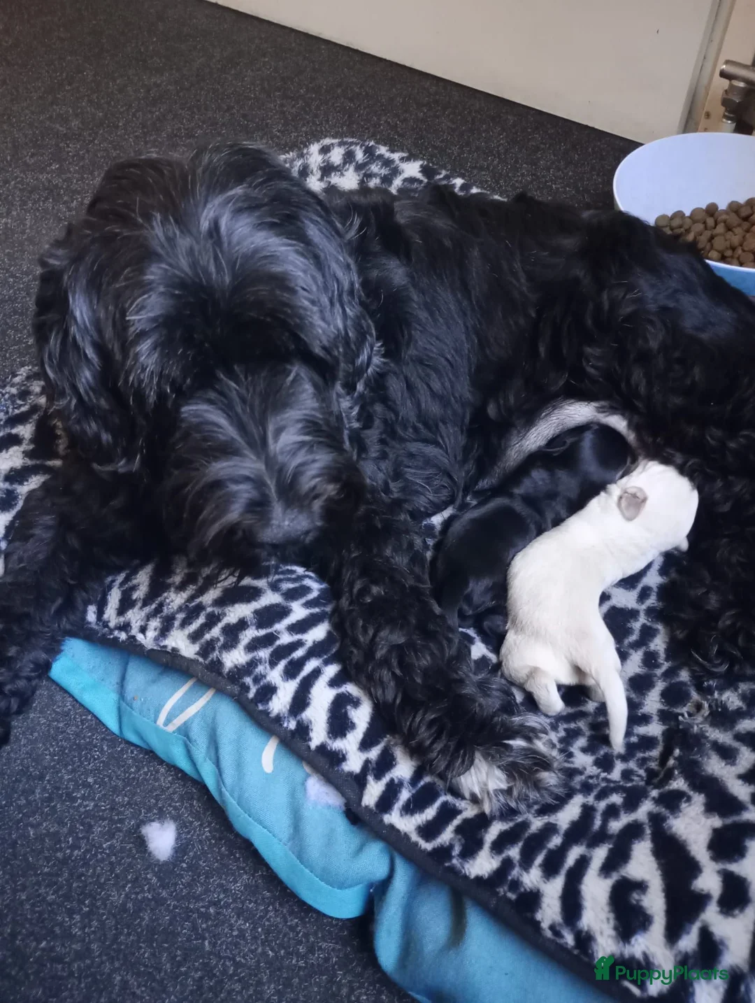 Labradoodle honden te koop: Labradoodle pups - Advertentie 11