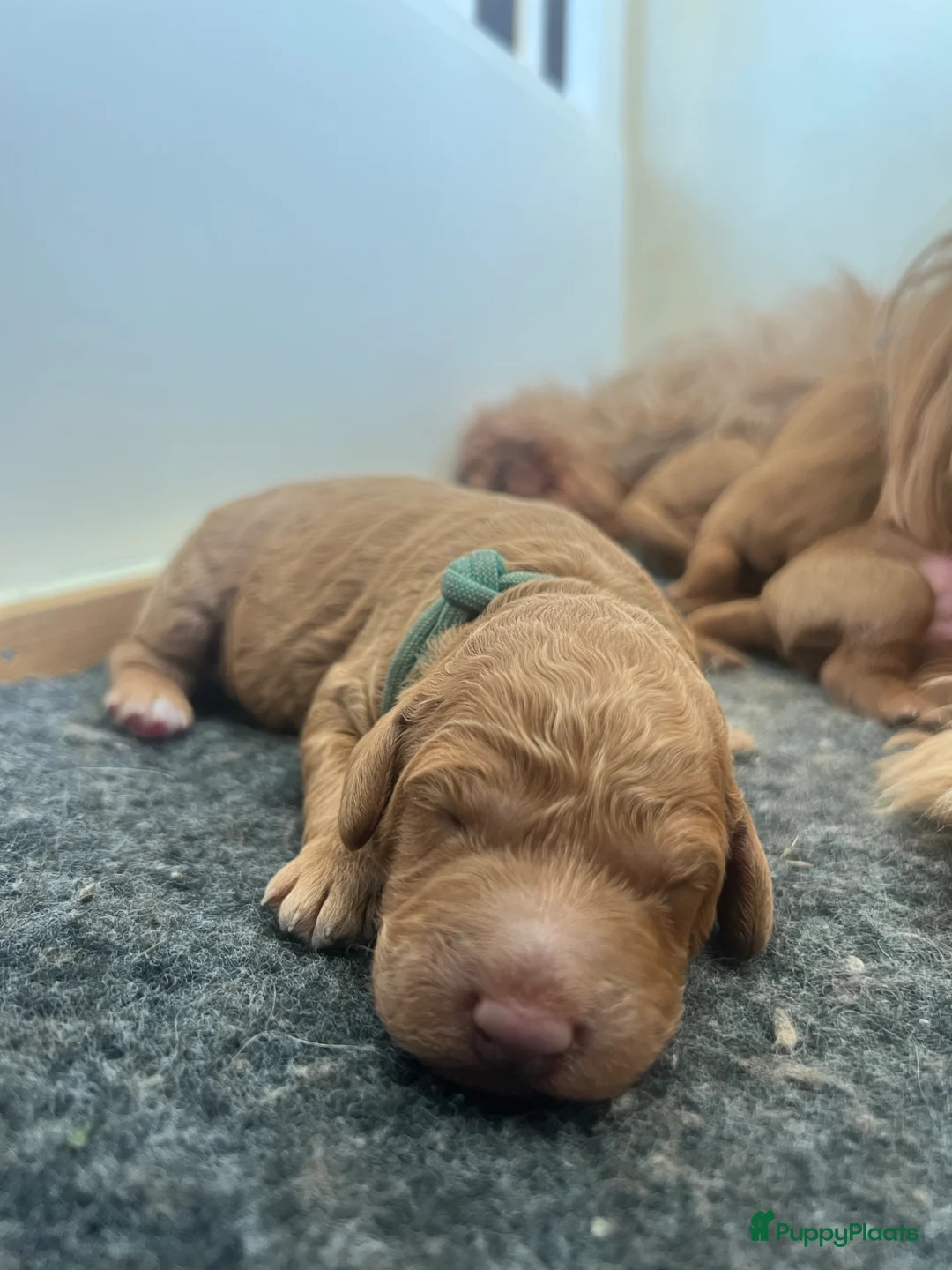 Cockapoo honden te koop: Prachtige, lieve en sociale cockapoo F1b puppy’s  - Advertentie 2