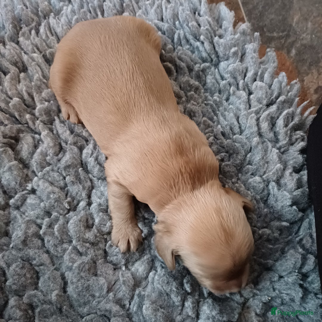 Labradoodle honden te koop: Prachtige multigen labradoodle pups - Advertentie 9