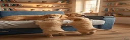 Golden Retriever honden te koop: Golden Retriever pups beschikbaar. - Advertentie 1