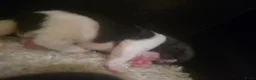 American Akita honden te koop: American Akita met stamboom - Advertentie 4