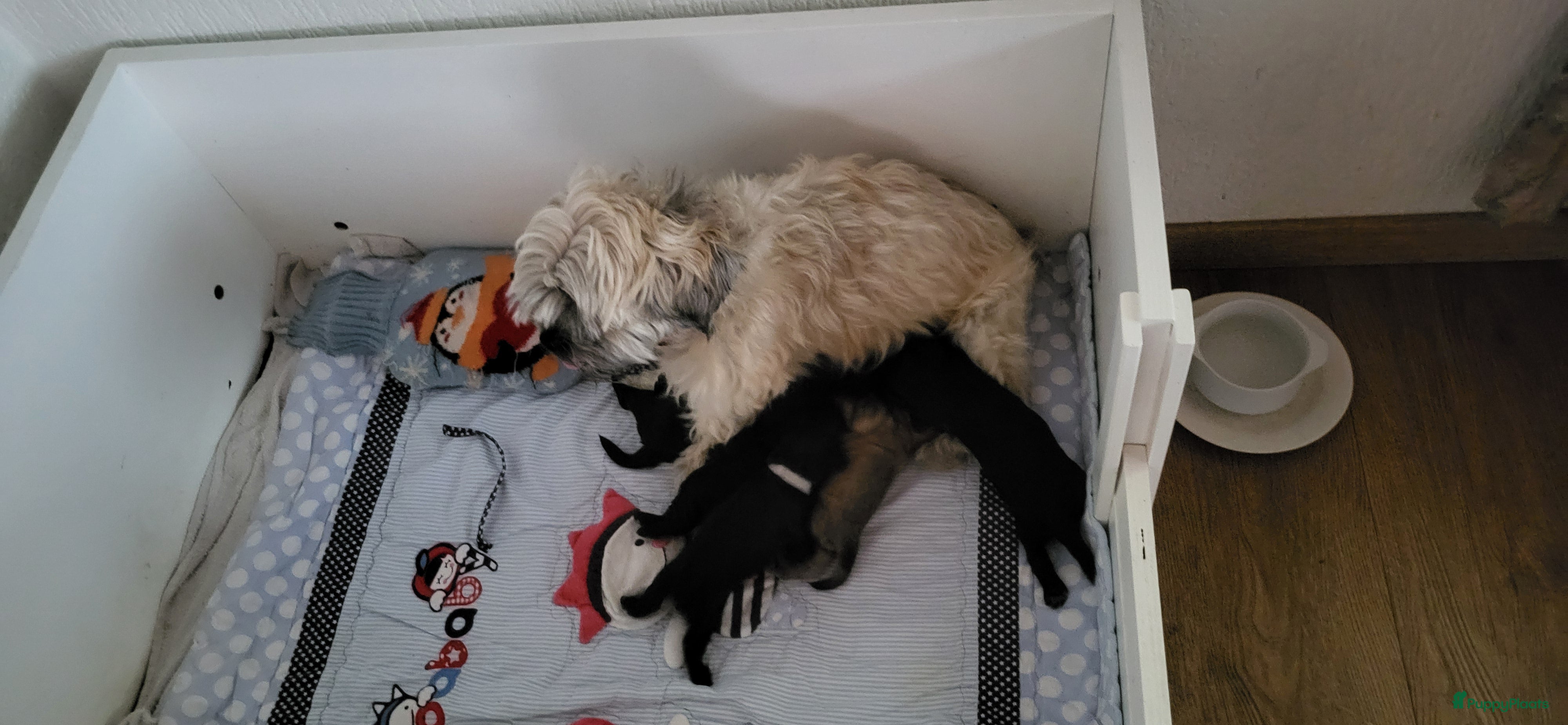 Kruising honden Bolonka Zwetna mix - Advertentie 5