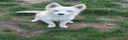 Pomsky honden te koop: Pomsky te koop - Advertentie 8