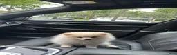 Pomeriaan honden te koop: Pomerian Te Koop in Amsterdam - Advertentie 4