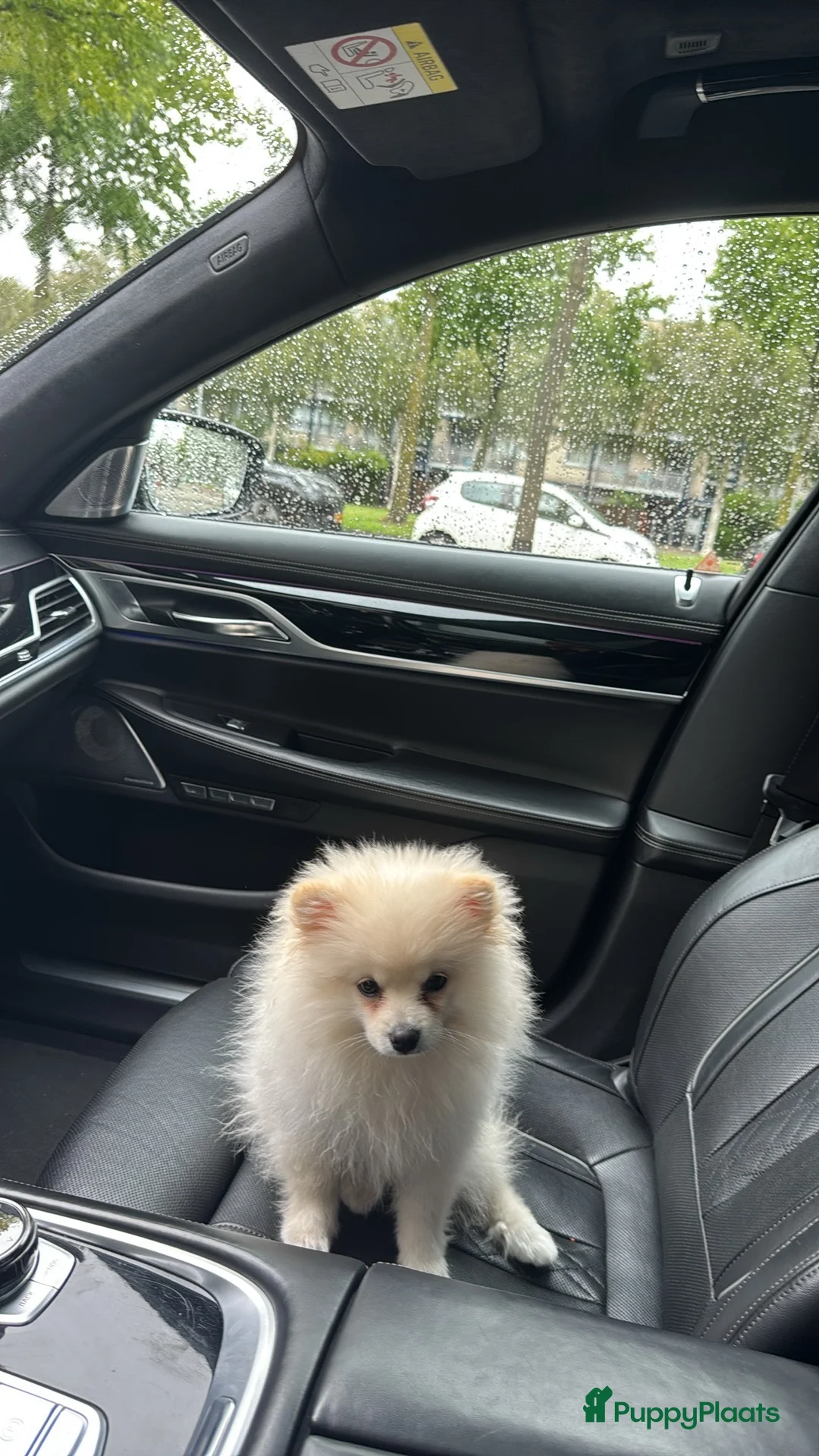 Pomeriaan honden te koop: Pomerian Te Koop in Amsterdam - Advertentie 4
