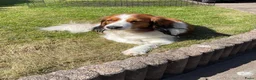 Kooikerhondje honden te koop: Raszuivere Kooikerpup reu. - Advertentie 29
